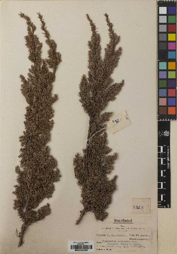 spécimen de Juniperus squamata