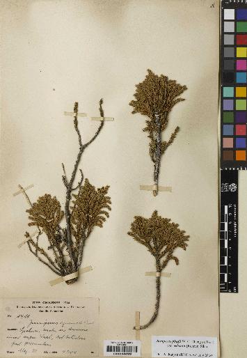 spécimen de Juniperus pingii