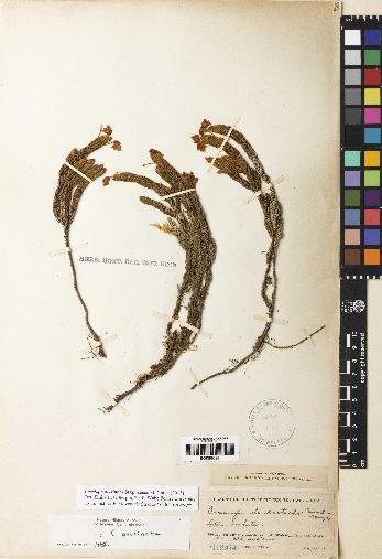 spécimen de Cassiope pectinata