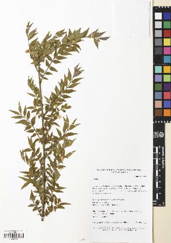 spécimen de Abelia sp.
