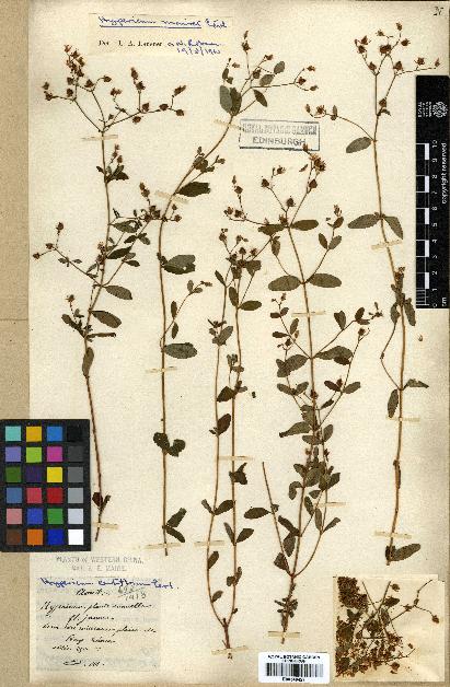 spécimen de Hypericum petiolulatum