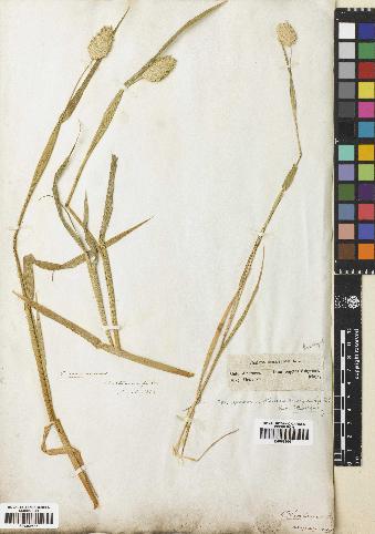 spécimen de Phalaris canariensis
