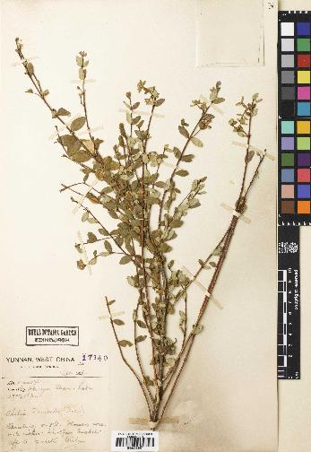 spécimen de Abelia forrestii
