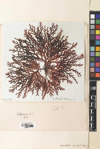 spécimen de Odonthalia dentata