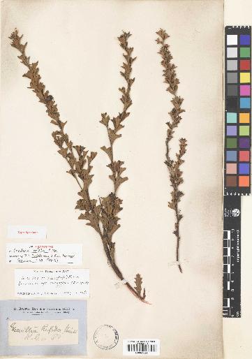spécimen de Grevillea trifida