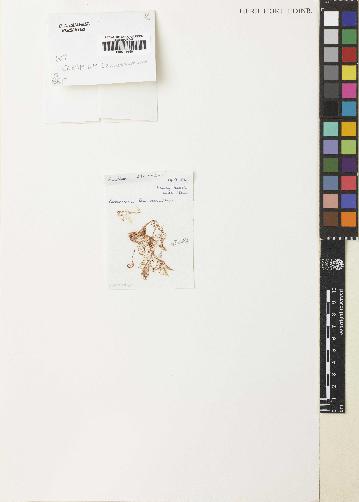 spécimen de Ceramium sp.