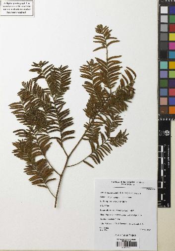 spécimen de Taxus mairei