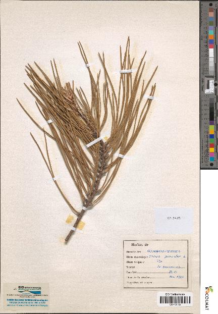 spécimen de Pinus pinaster
