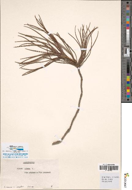 spécimen de Pinus pinea