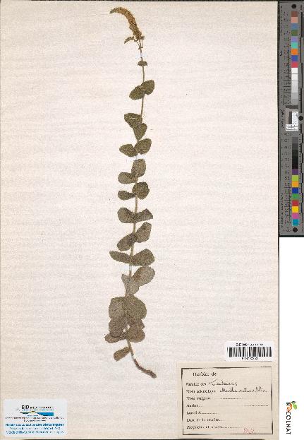 spécimen de Calamintha clinopodium