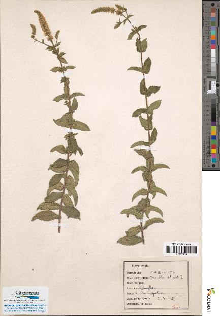 spécimen de Calamintha clinopodium