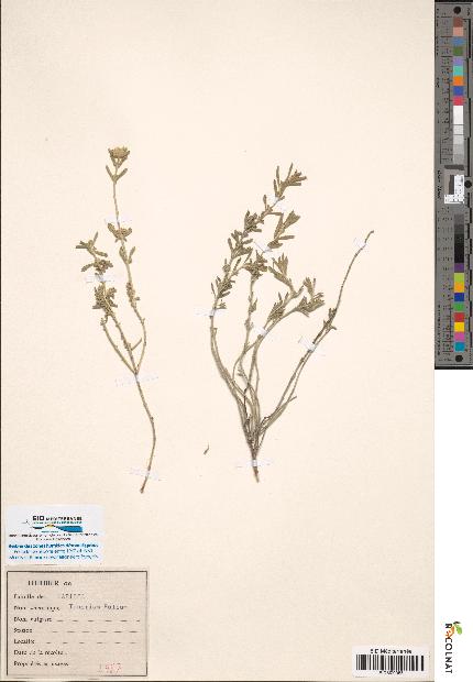 spécimen de Calamintha clinopodium