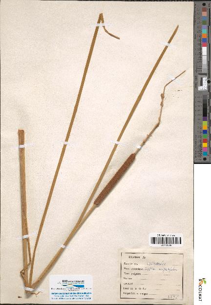 spécimen de Typha angustifolia