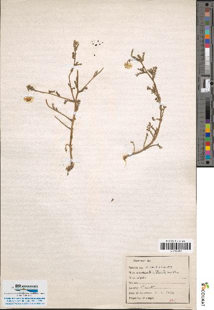 spécimen de Artemisia gallica