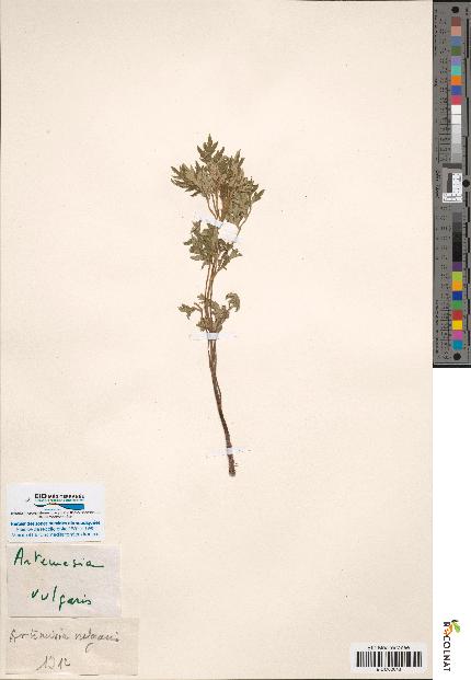 spécimen de Artemisia gallica