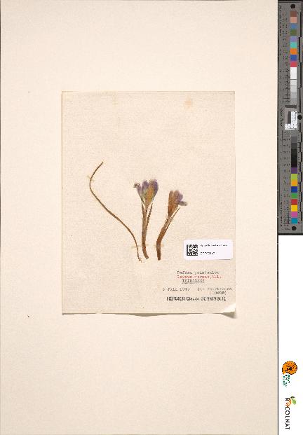 spécimen de Crocus vernus
