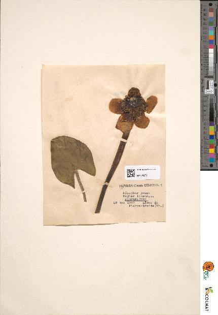 spécimen de Nuphar lutea