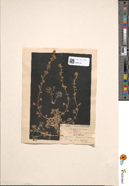 spécimen de Artemisia mutellina