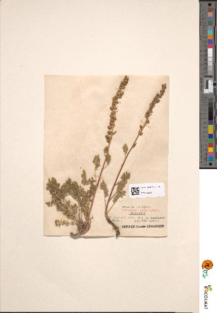 spécimen de Artemisia atrata