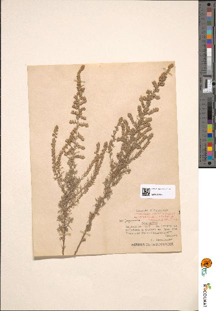 spécimen de Artemisia austriaca