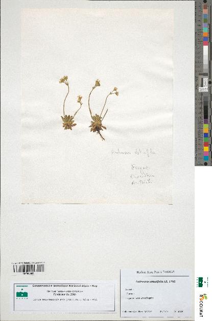 spécimen de Androsace obtusifolia