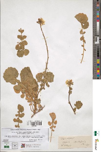spécimen de Sinapis pubescens