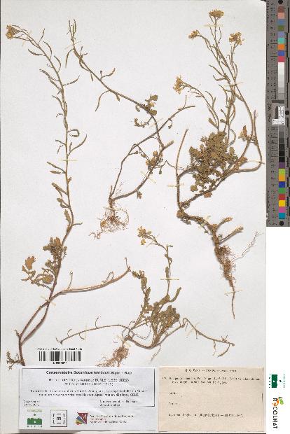 spécimen de Sinapis procumbens