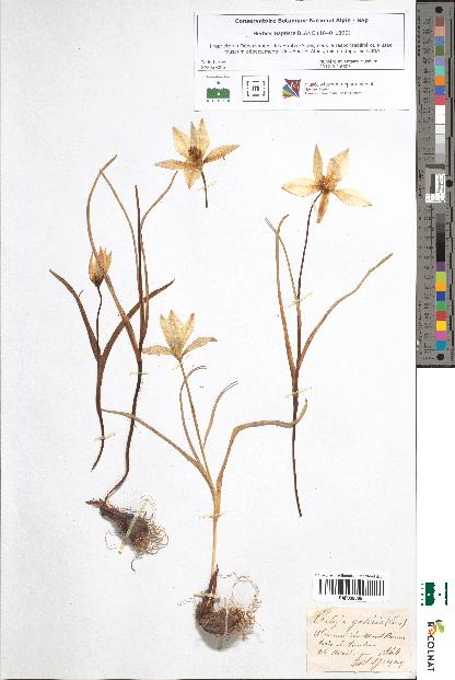 spécimen de Tulipa gallica