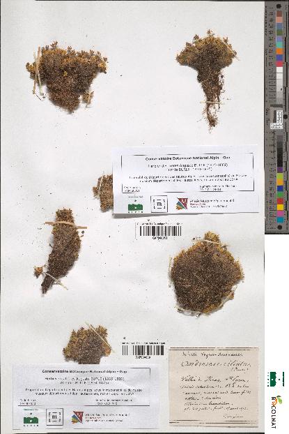 spécimen de Androsace hirtella
