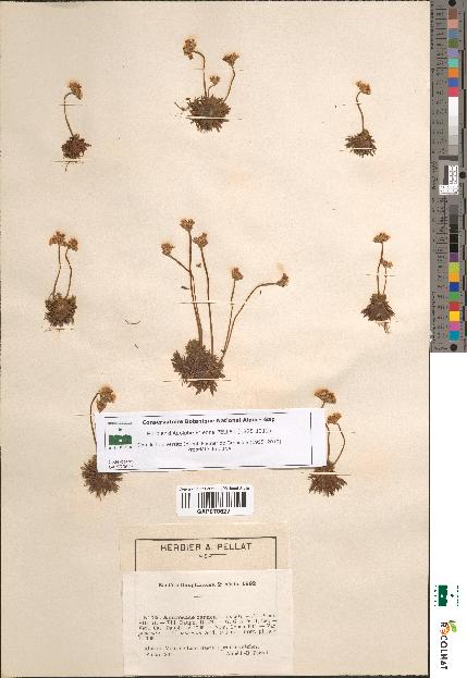 spécimen de Androsace carnea