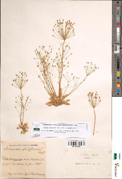 spécimen de Androsace filiformis