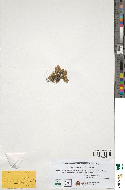 spécimen de Androsace glacialis