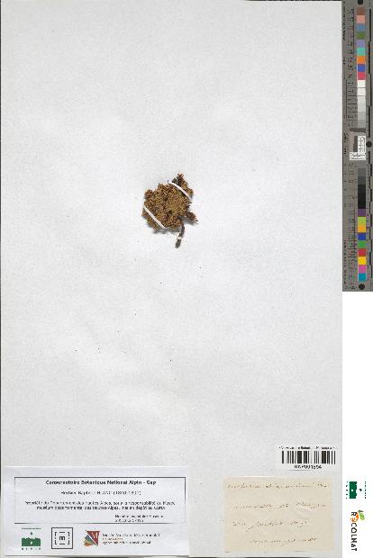 spécimen de Androsace diapensioides