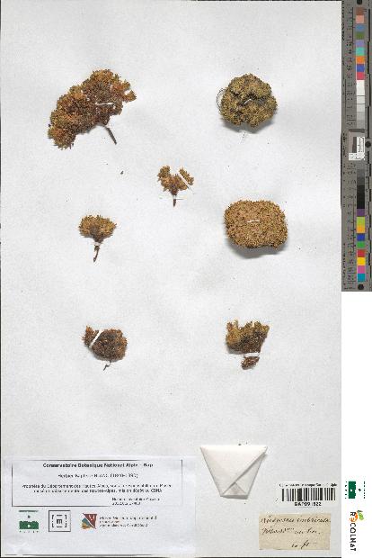 spécimen de Androsace imbricata