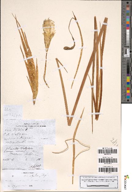 spécimen de Iris stylosa