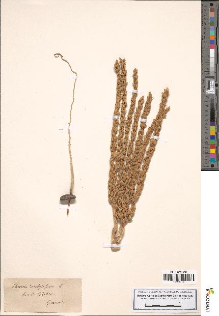 spécimen de Phoenix dactylifera