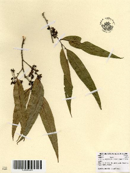 spécimen de Polyalthia longifolia