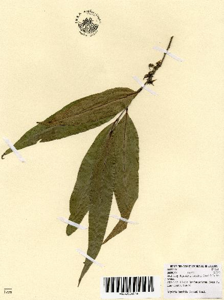 spécimen de Polyalthia longifolia