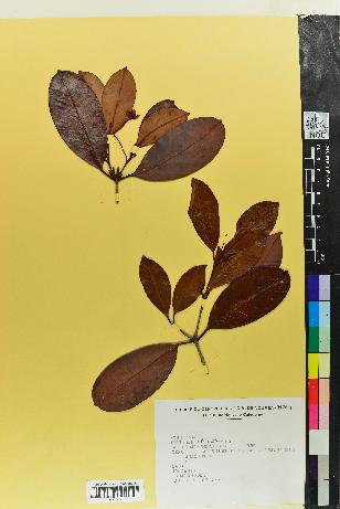 spécimen de Eugenia brasiliensis