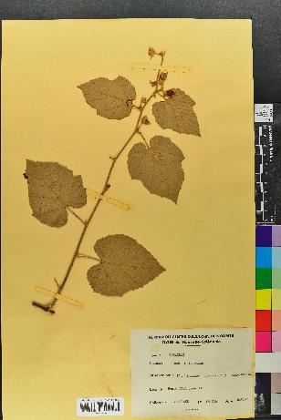 spécimen de Rubus moluccanus