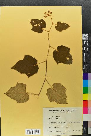 spécimen de Rubus moluccanus