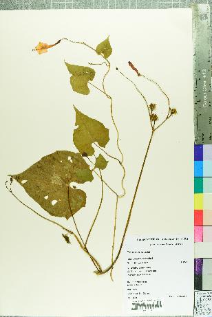 spécimen de Ipomoea hederifolia