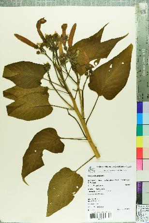 spécimen de Ipomoea carnea