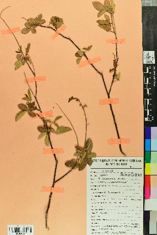 spécimen de Desmodium adscendens