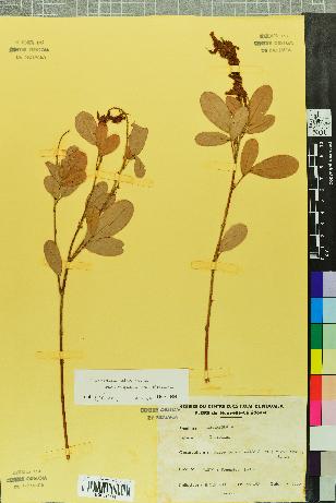 spécimen de Desmodium heterocarpon