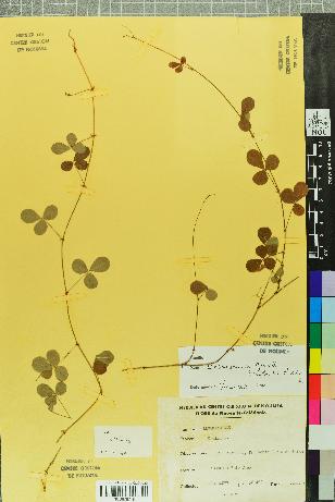 spécimen de Desmodium 