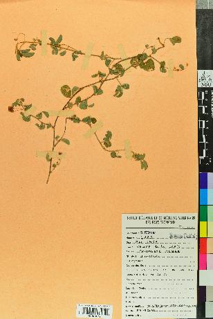 spécimen de Desmodium heterophyllum