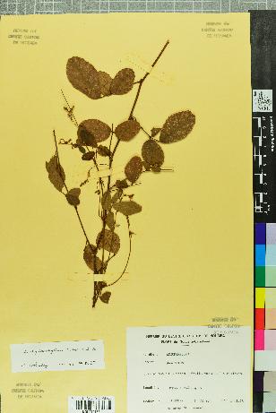 spécimen de Desmodium rhytidophyllum