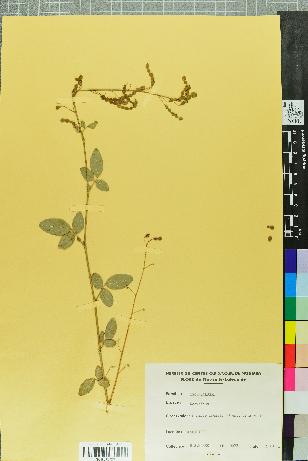 spécimen de Desmodium 