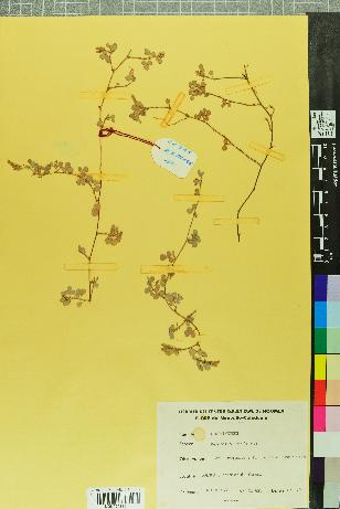 spécimen de Desmodium triflorum